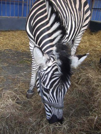 Zebre.JPG